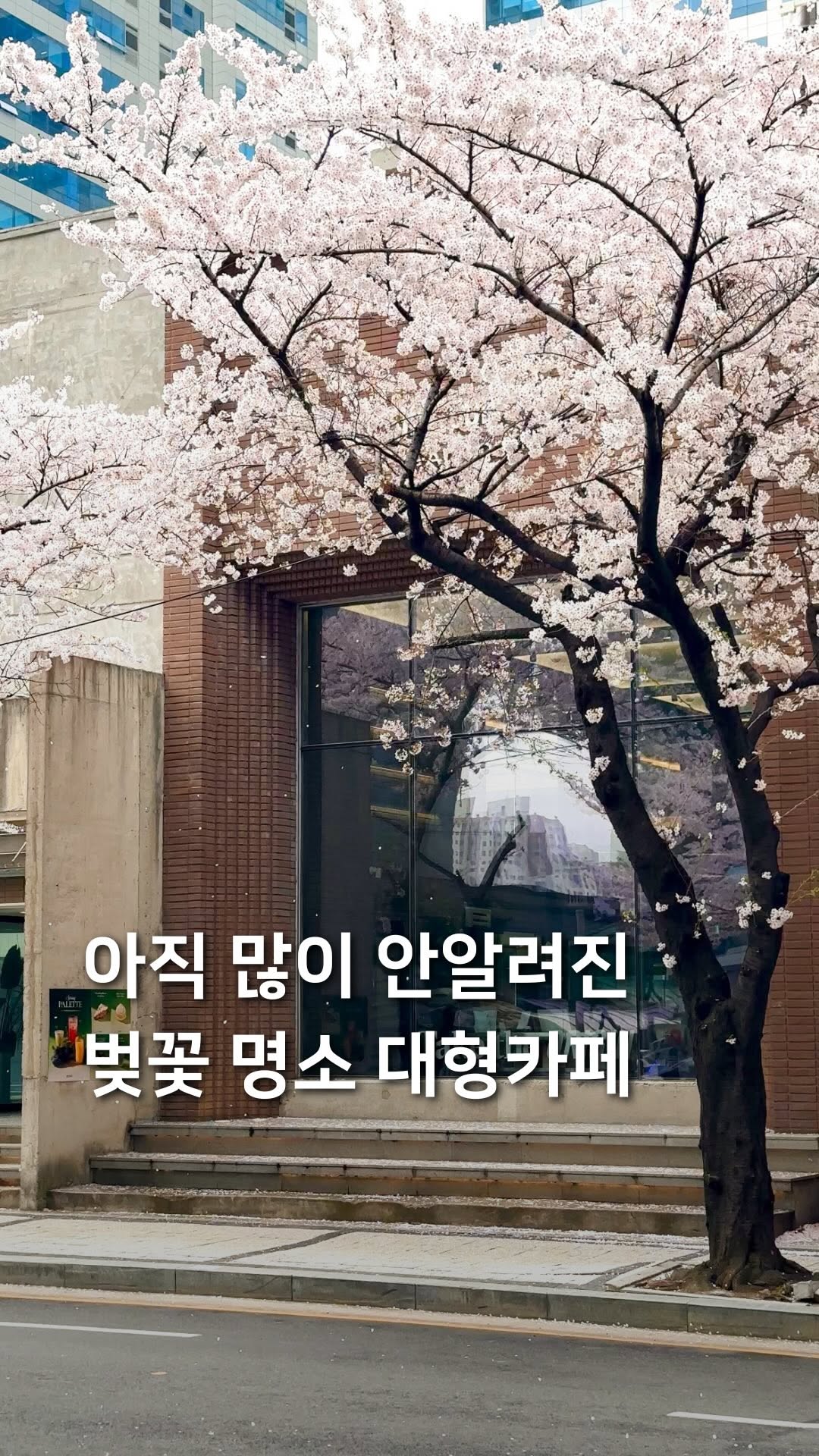 삼도리 아카이브ㅣ공간기록장, 안양천 벚꽃길