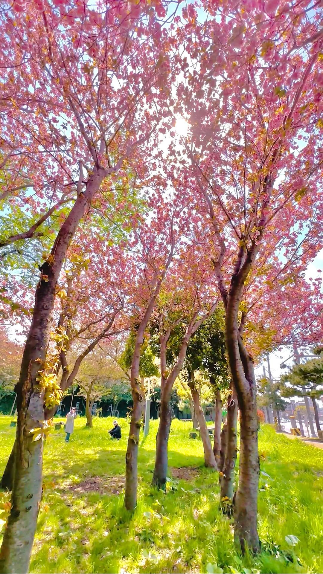 치와니, Jeju Stone Park