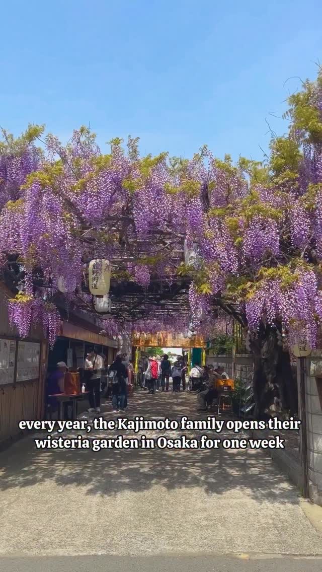 Frankie フランキー | Japan Life & Travel, Nodafuji Wisteria