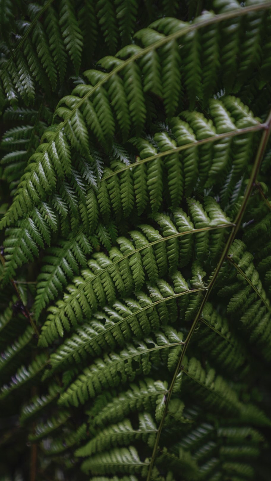 Paula Moratal, Irati Forest