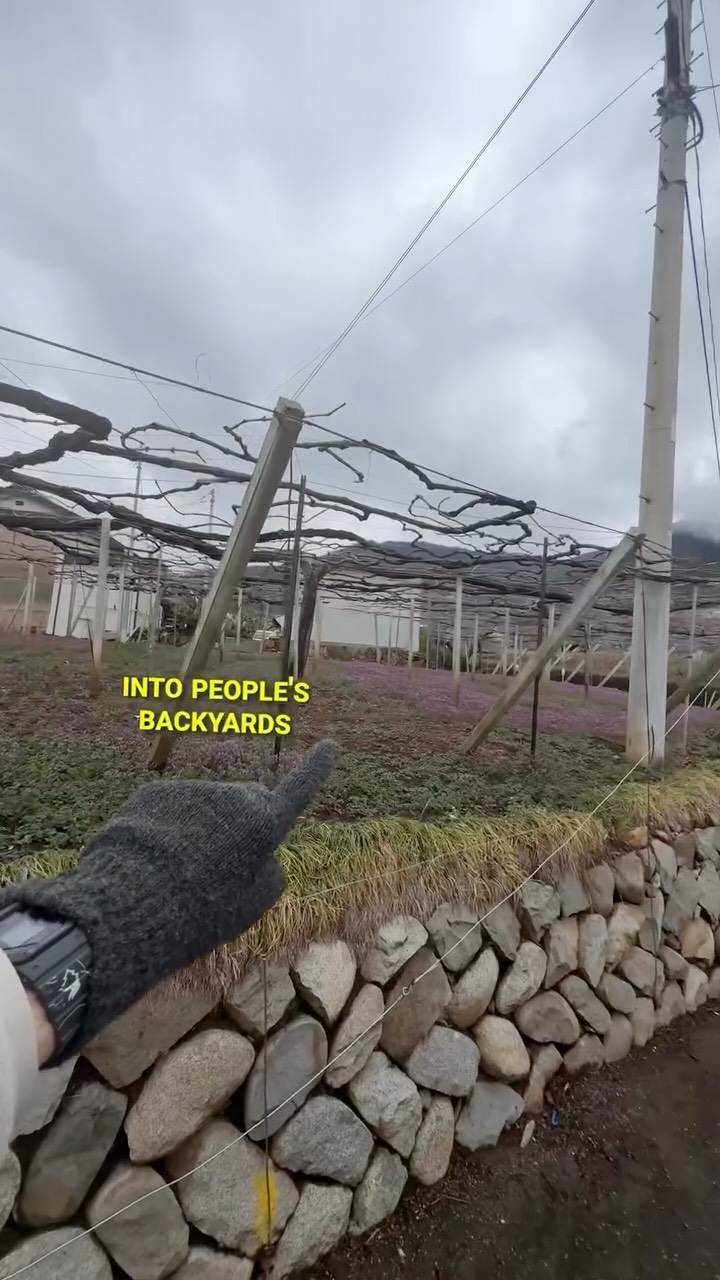 Luke Mead, Nozawaonsen