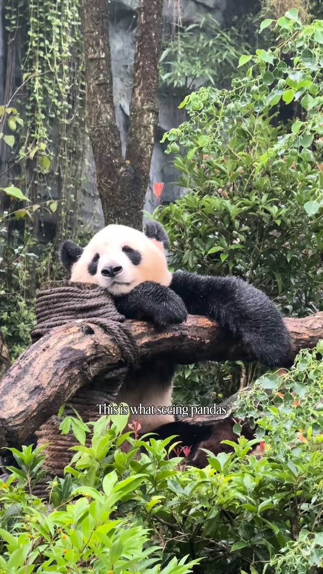 Min 🦋 Bucketlist Travel & Unique Stays, Chengdu Research Base of Giant Panda Breeding