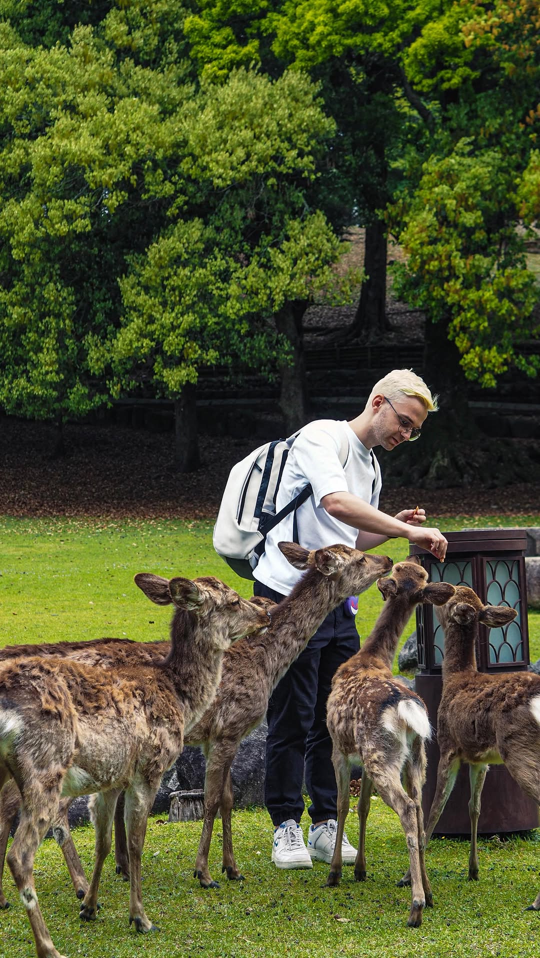 Mishel | Travel inspiration for curious explorers🎴, Nara Park