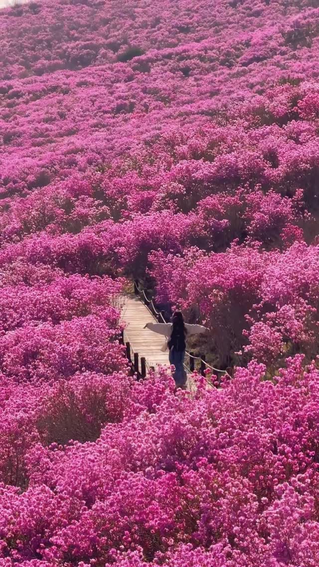 🦖🌼 들이 | 여행자, Biseulsan