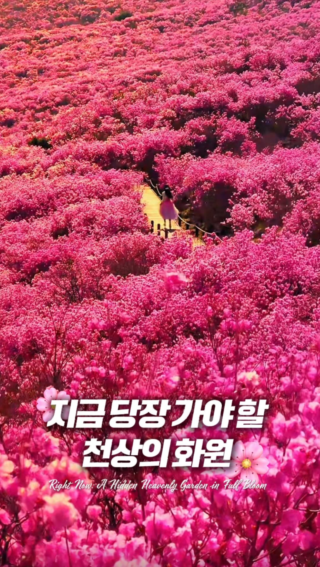 꽃 사냥꾼, 욜로걸, Dalseong County Office