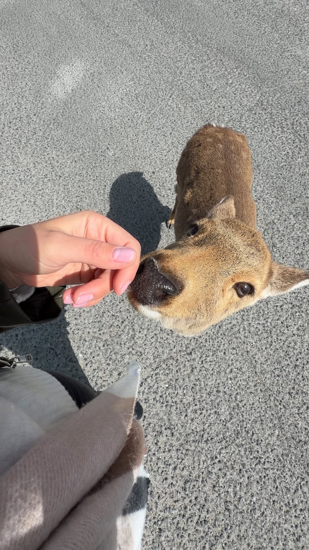 Katy Savany, Nara Park