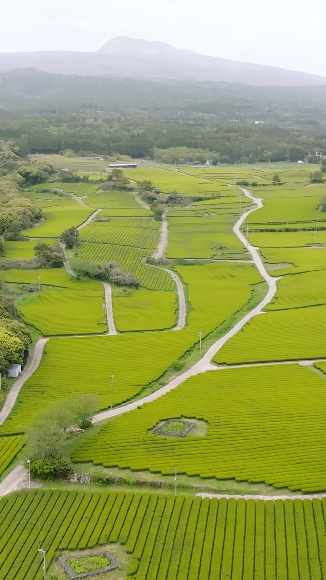 Jeju Tourism Organization, Osulloc Tea Museum