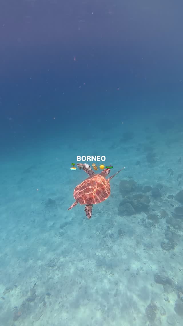 WHERES LOZ, Sepilok