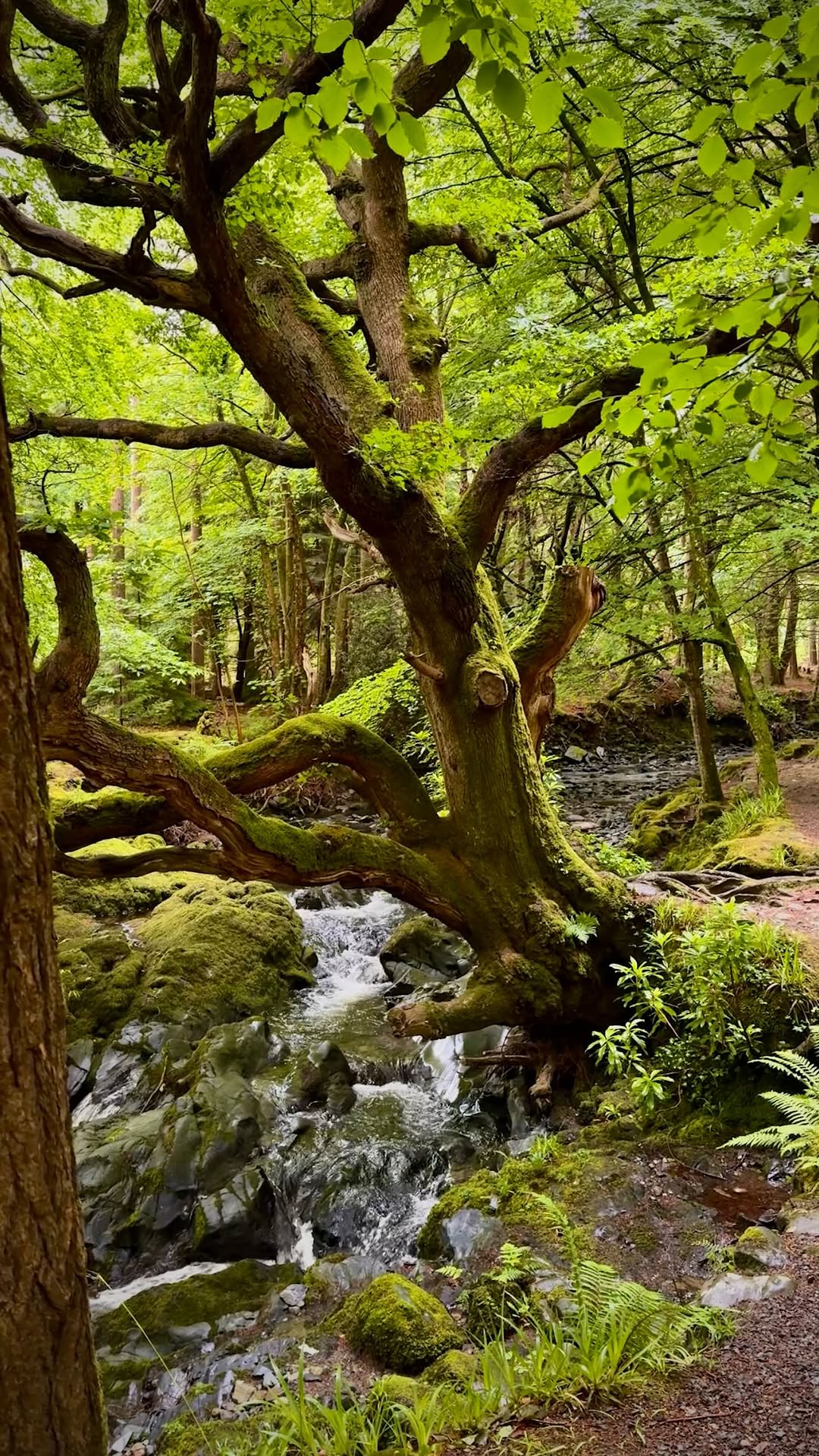Jordan and Emily Dean | Travel Couple, Tollymore Forest Park