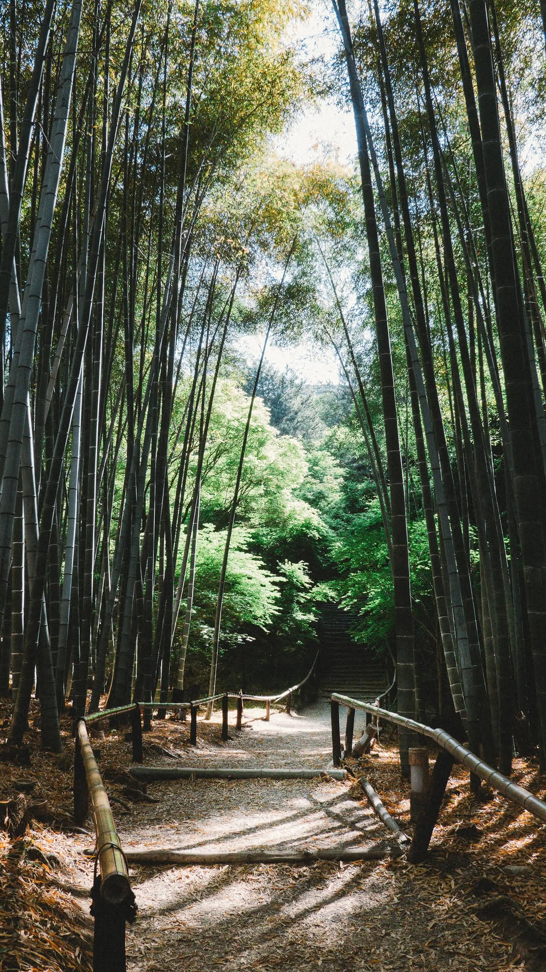 Allen Lu, Kōdaiji Temple