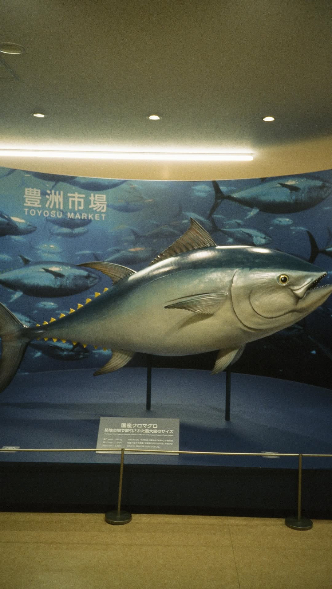 Andrea, Toyosu Market