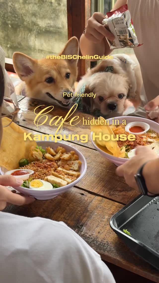 BISCUIT THE CORGI | the goodest girl, Always Lapar