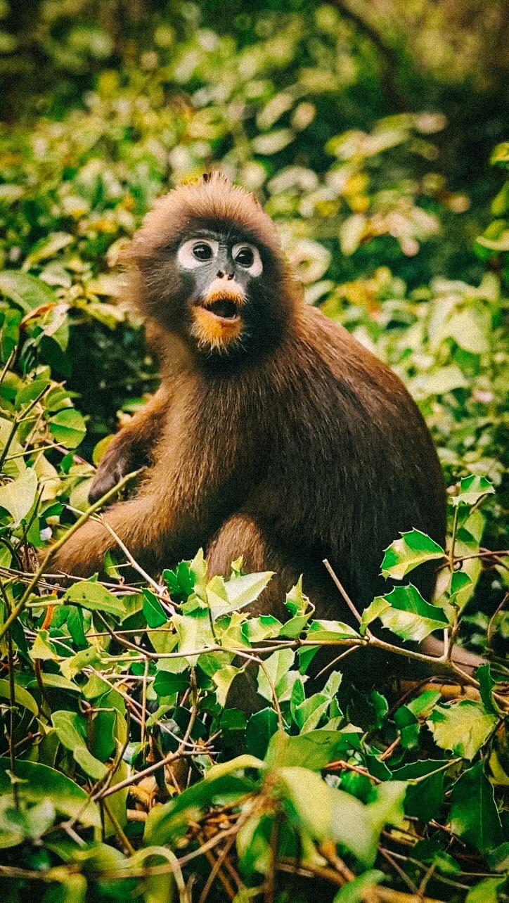 𝐊𝐞𝐯𝐢𝐧 | 𝐋𝐮𝐱𝐮𝐫𝐲, 𝐇𝐨𝐭𝐞𝐥𝐬 & 𝐄𝐱𝐩𝐞𝐫𝐢𝐞𝐧𝐜𝐞𝐬, Mu Ko Ang Thong National Marine Park