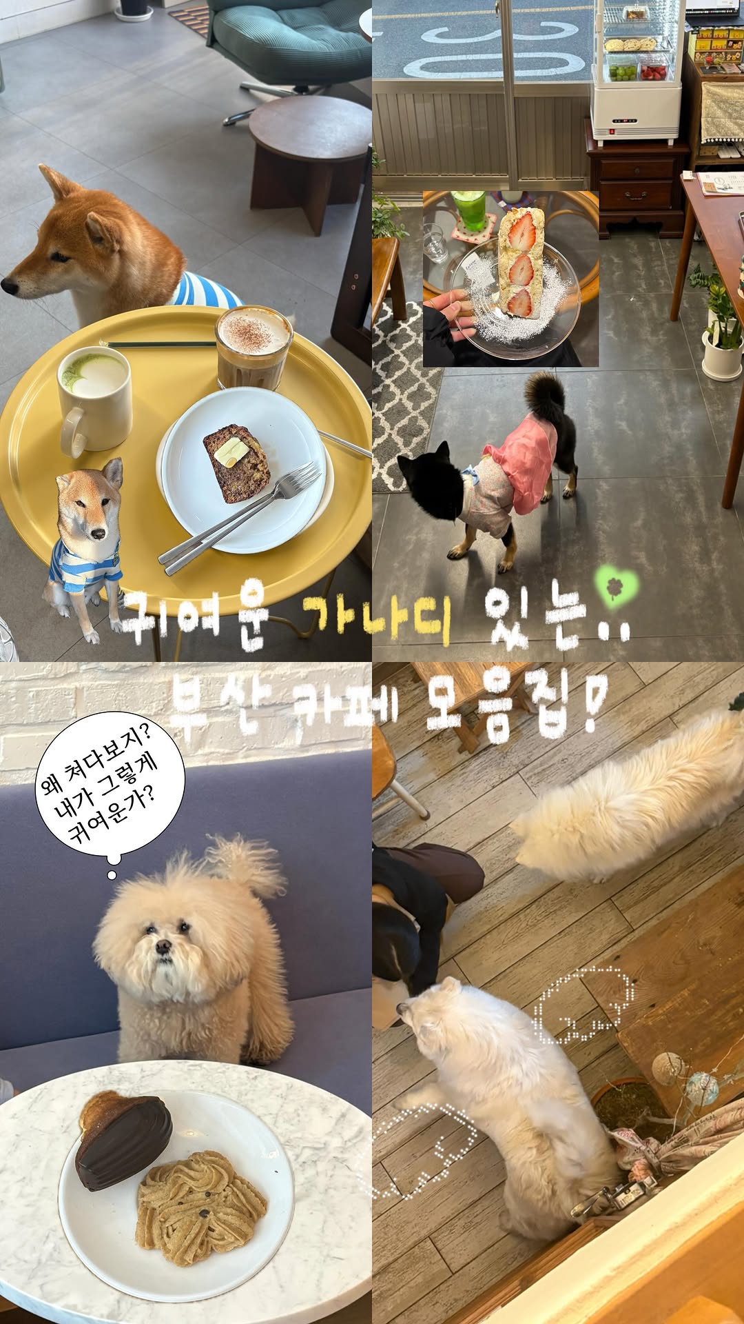 앵두 | 부산카페 부산여행 일상, Who's Who MUMU Bakery | Busan