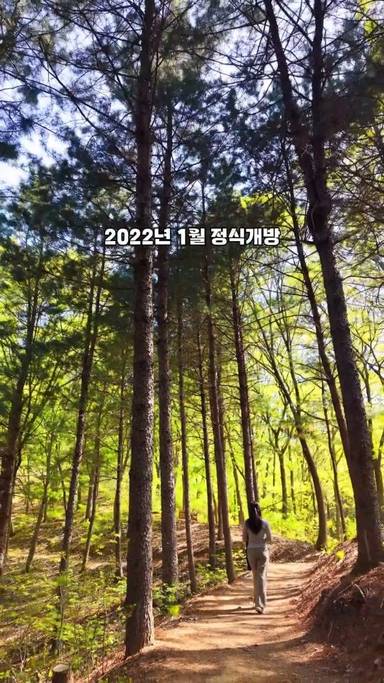 DK_Drone Korea, 섬강 자작나무숲길