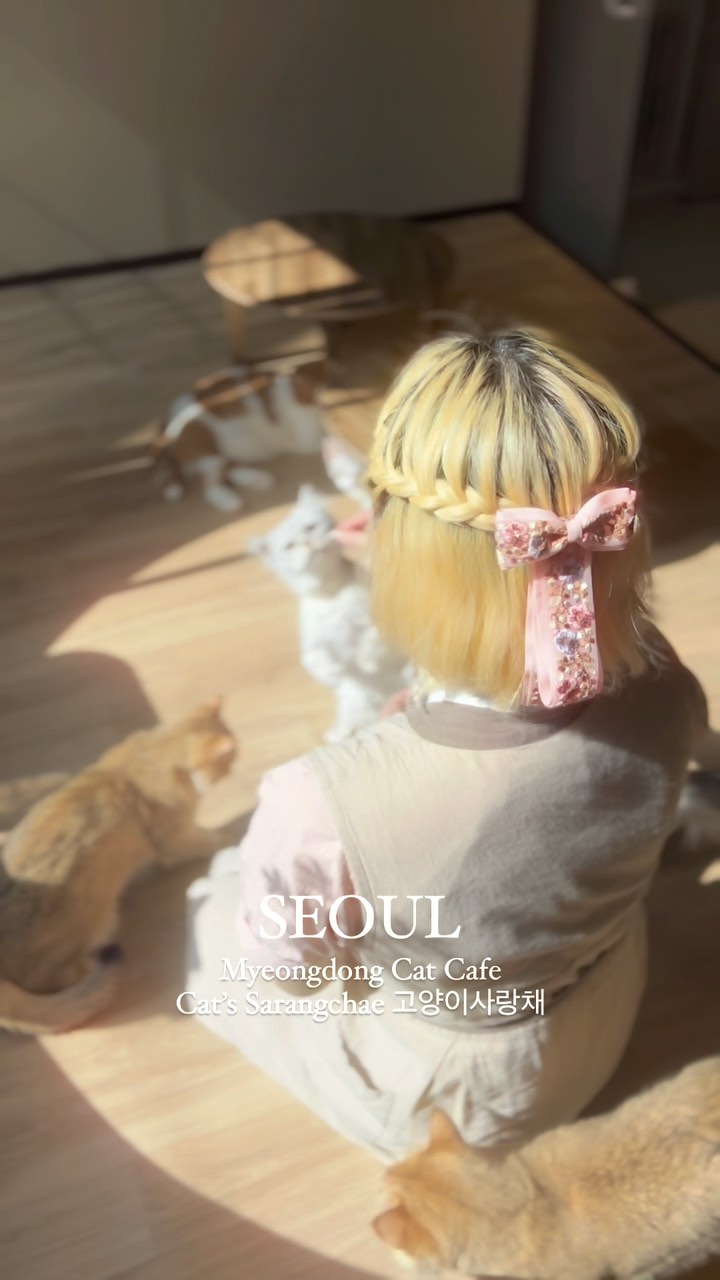 Cat Cafe Cat's Sarangchae 고양이사랑채, N Seoul Tower