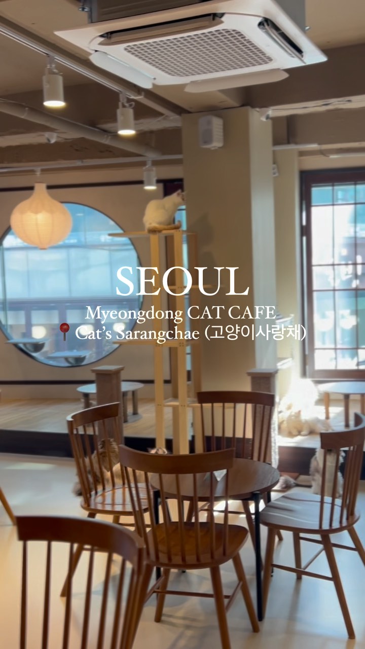 Cat Cafe Cat's Sarangchae 고양이사랑채, N Seoul Tower