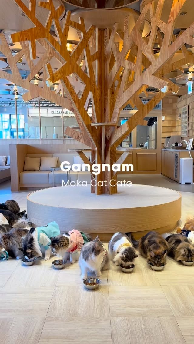 Korea Guide🇰🇷따라와트래블, 강남