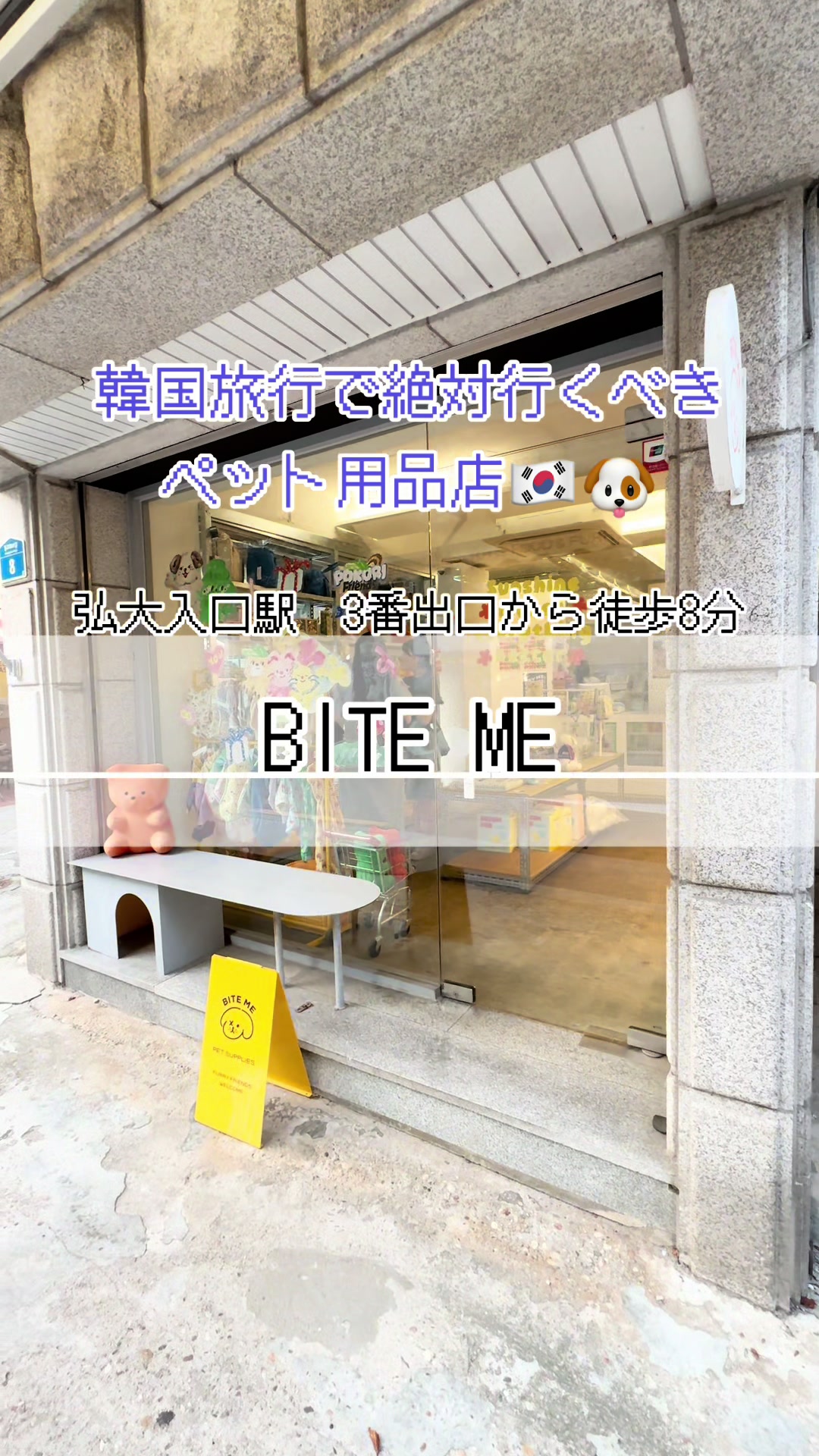ちゃむぽむ｜ビションフリーゼ, Hongik Univ.