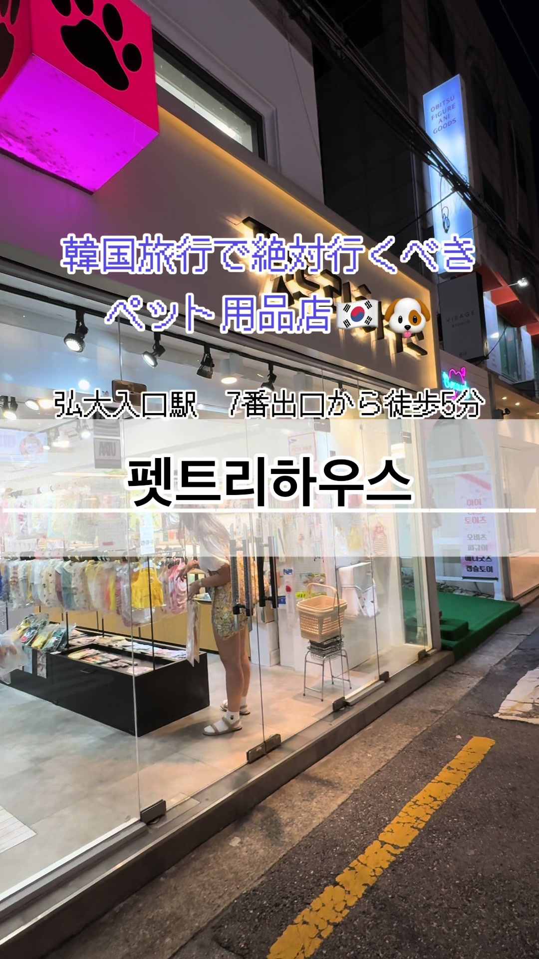 ちゃむぽむ｜ビションフリーゼ, Hongik Univ.