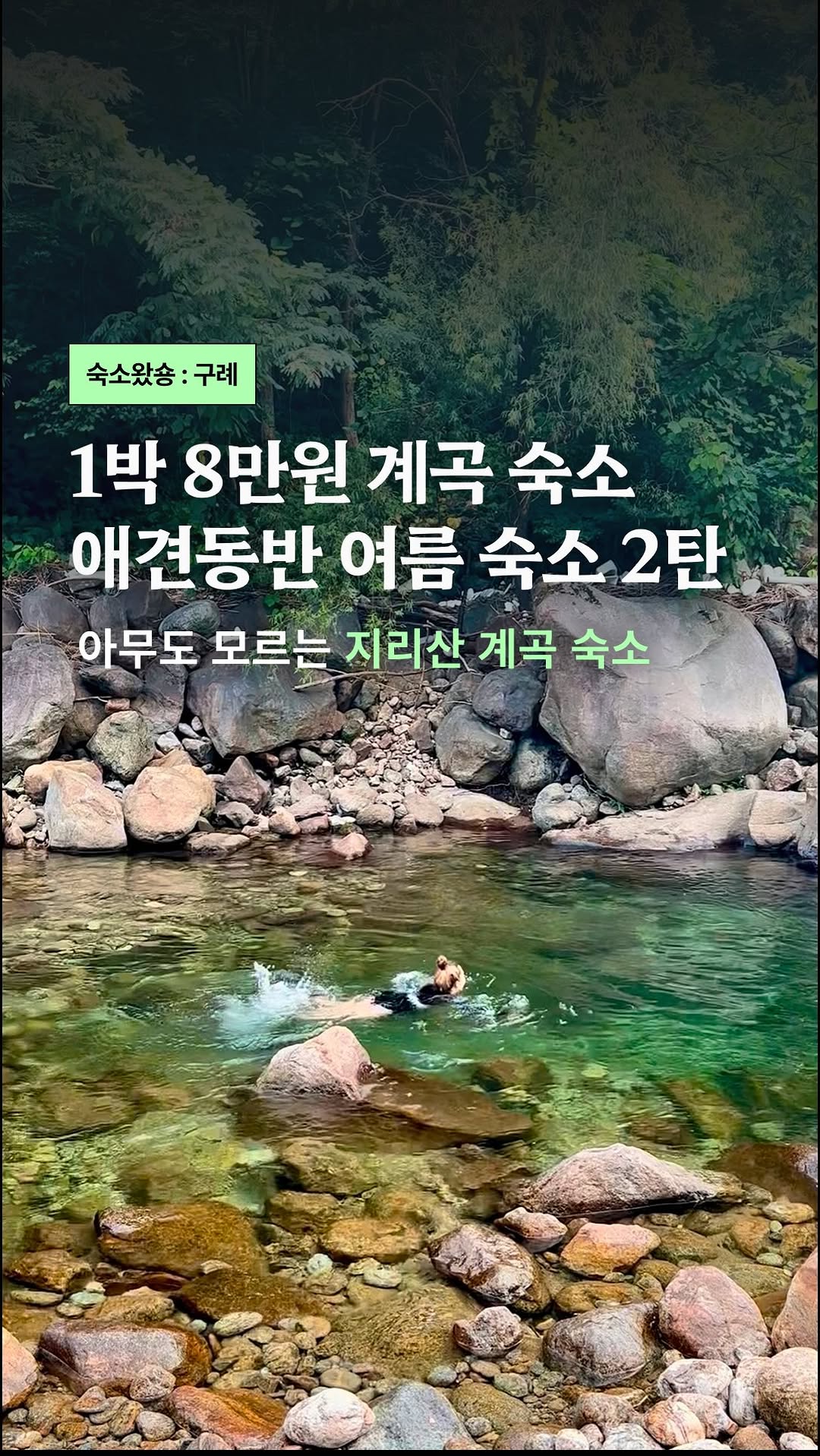 지엔 | 애견동반숙소• 애견동반여행•반려견꿀템, Piagol