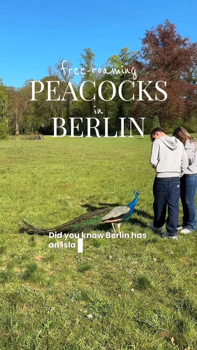 Sophia | Travel & Berlin life (🇺🇸 in 🇩🇪), Peacock island
