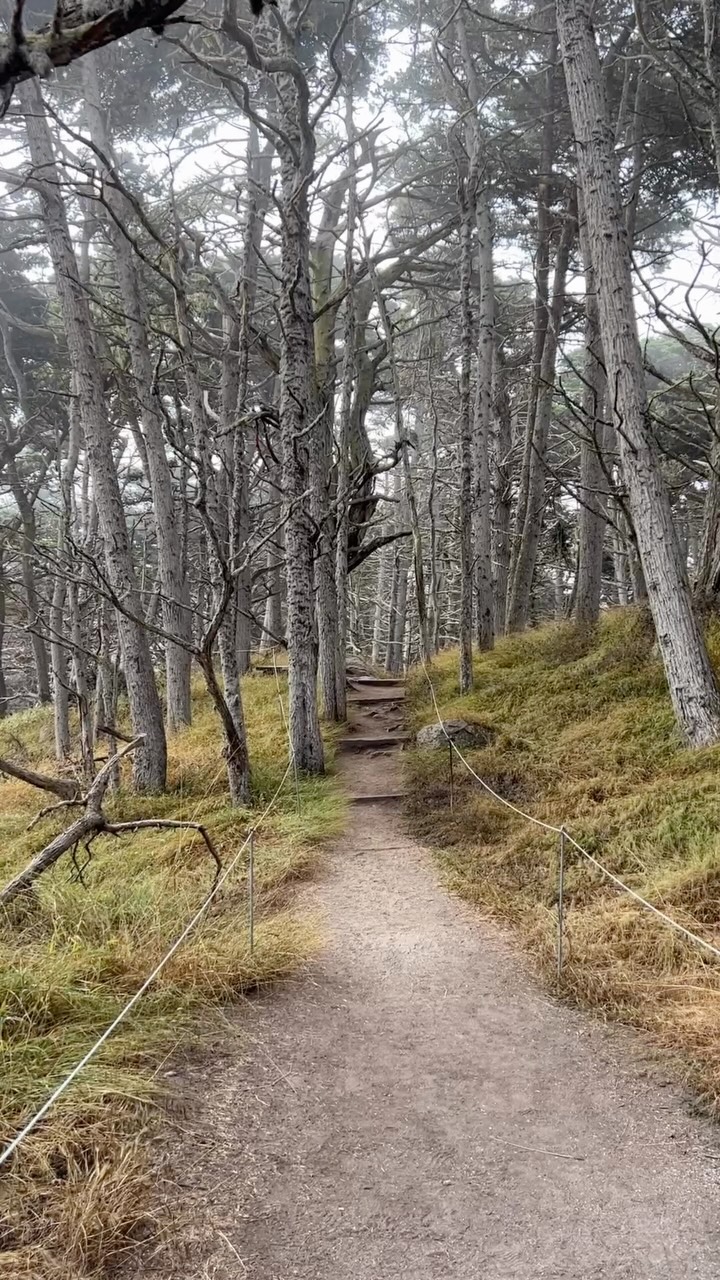 Discover California | Nature & Travel, Point Lobos State Natural Reserve