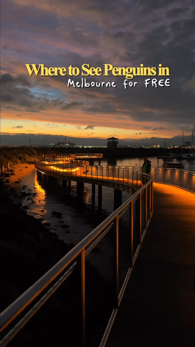 Wena | Exploring Melbourne & Beyond, Penguin Parade