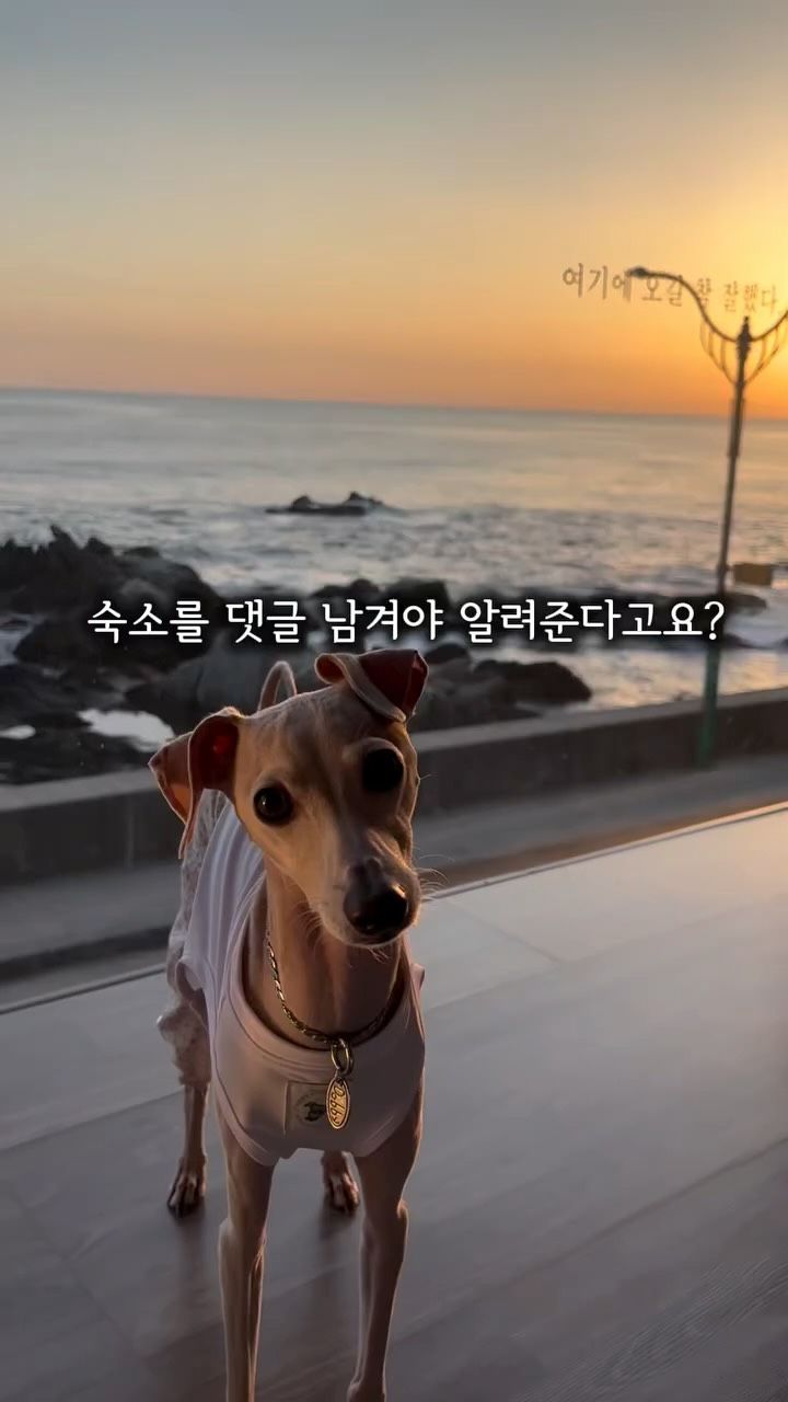 도비사우르스🦖, 바다빛무지개펜션
