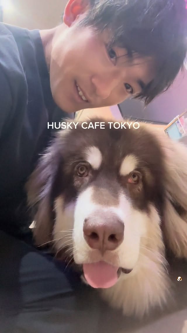 JPNガラス玉【旅行.絶景.おすすめスポット紹介】, HUSKY CAFE TOKYO