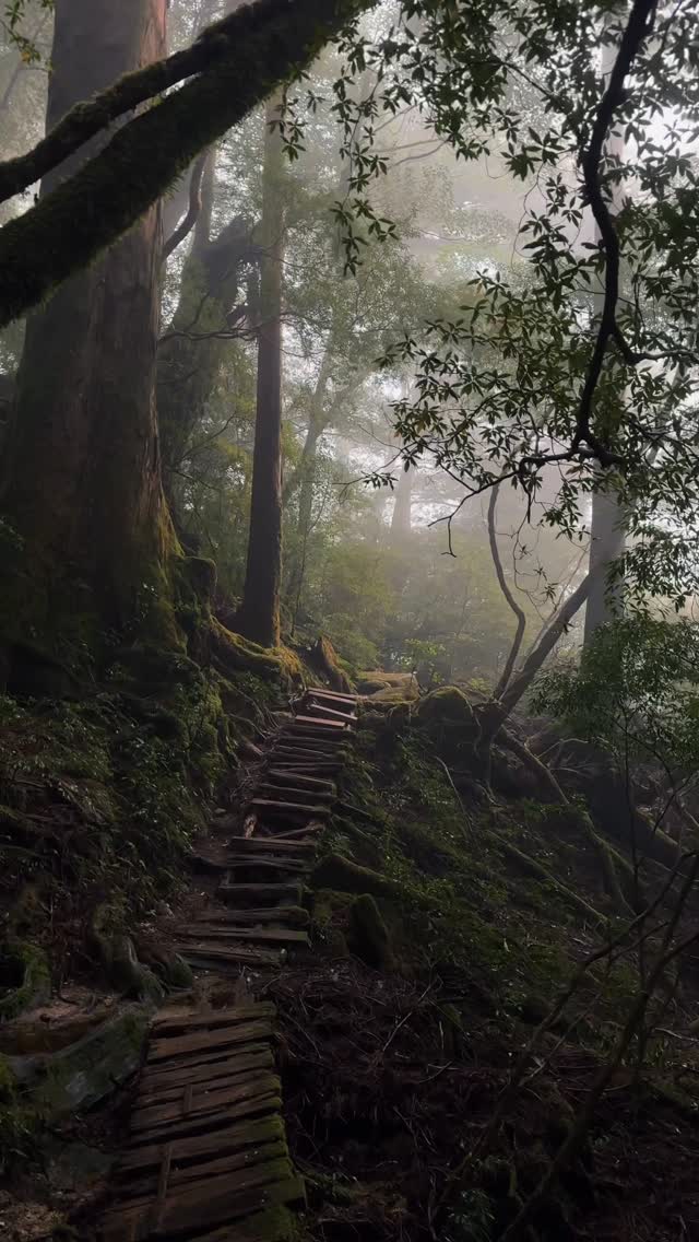 Alicia Cooper, Kagoshima