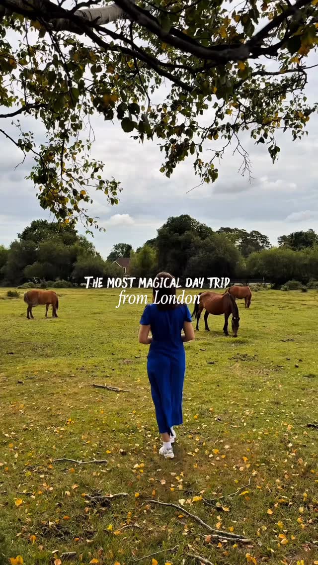 Eli Radu, New Forest National Park
