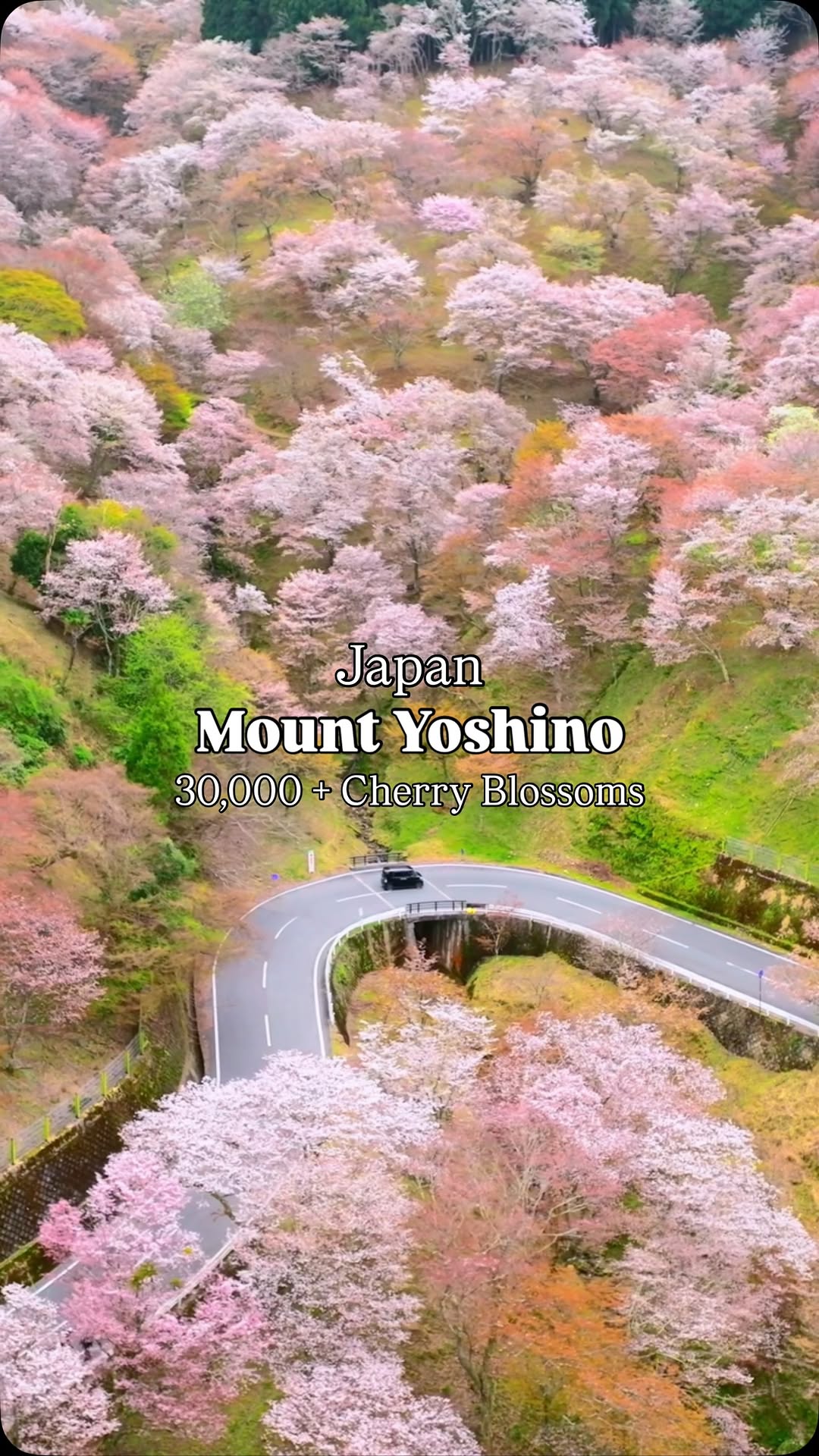 Mark Burstein, Yoshino Station