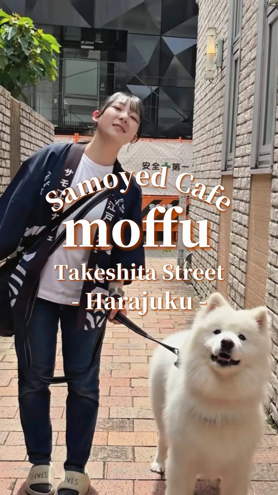 サモエドカフェ moffu 竹下通り店, Samoyed Cafe moffu harajuku / Samoyed Lounge moffu