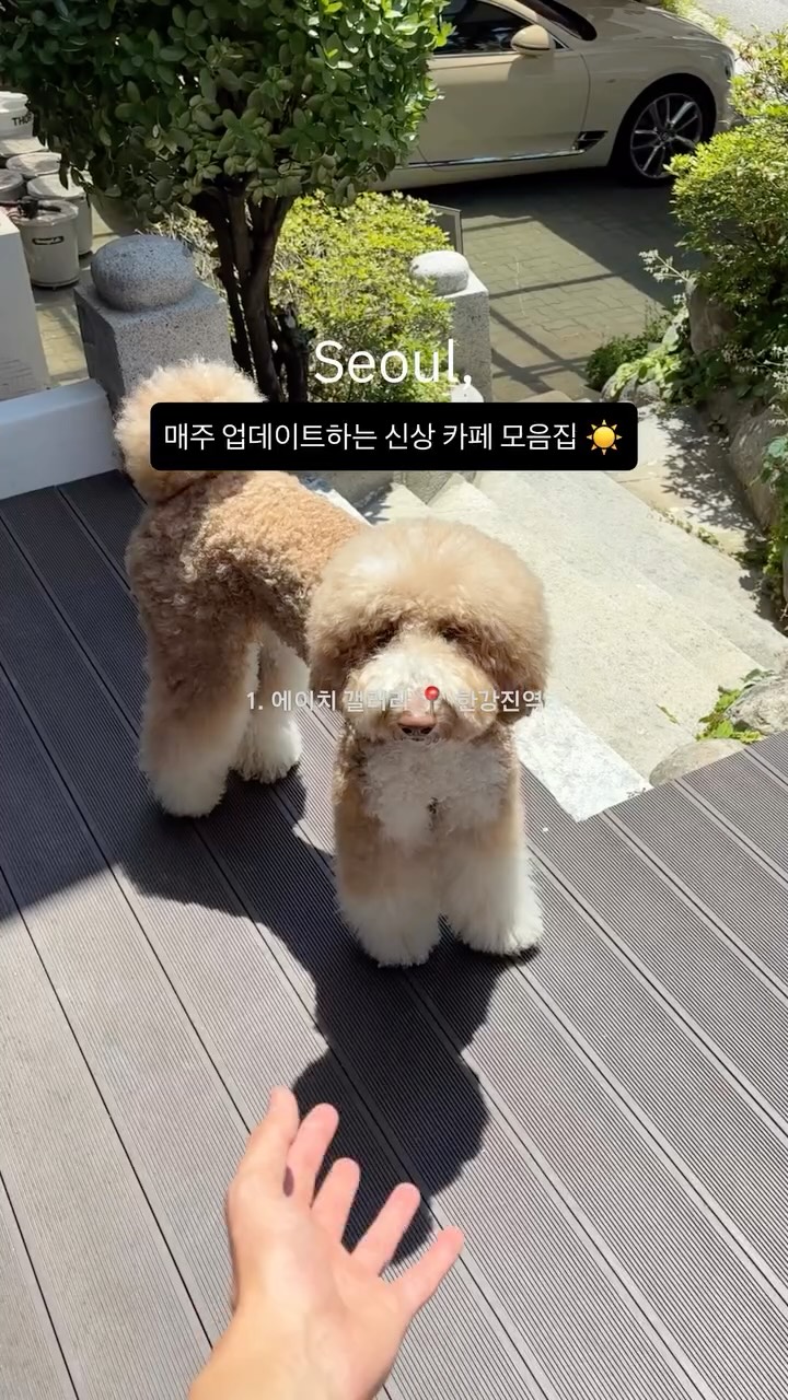 해성 I 카페 • 공간 • 주점, Schedule Seoungsu Restaurant Brunch Italian