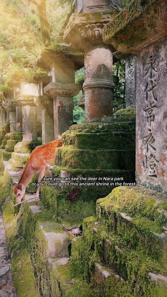 Sam Hodenius, Nara Park