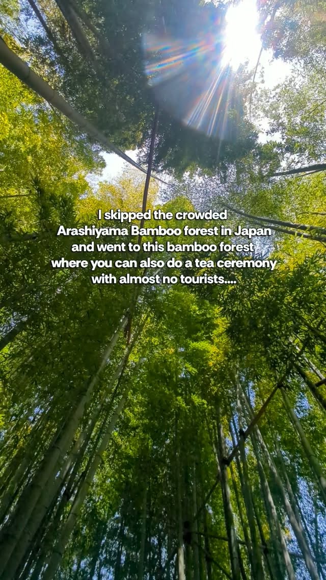 Nidhi, Arashiyama Bamboo Forest