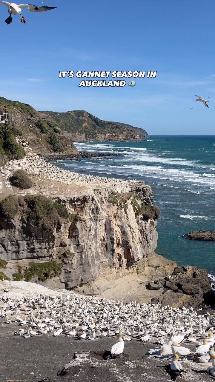 Auckland, New Zealand, Muriwai Gannet Colony