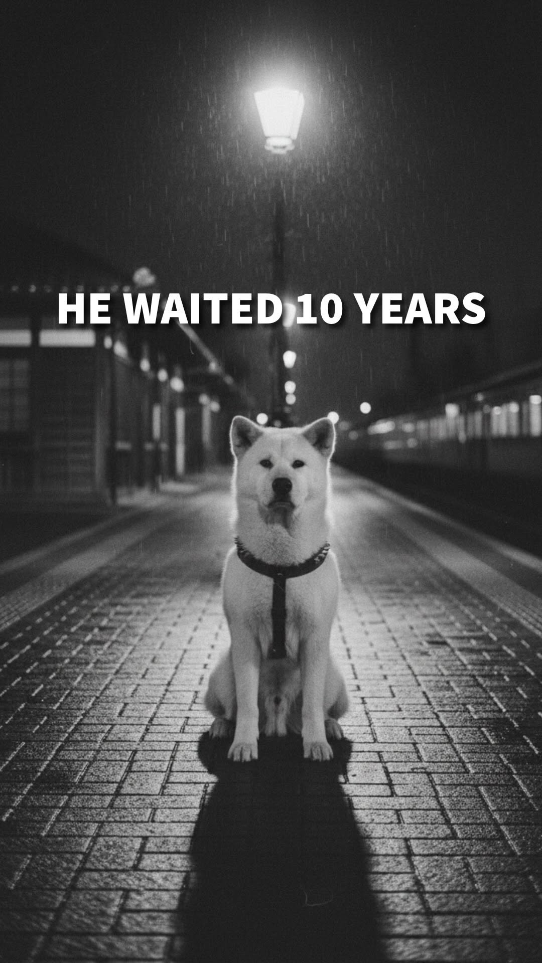 Especularia, Hachikō Memorial Statue