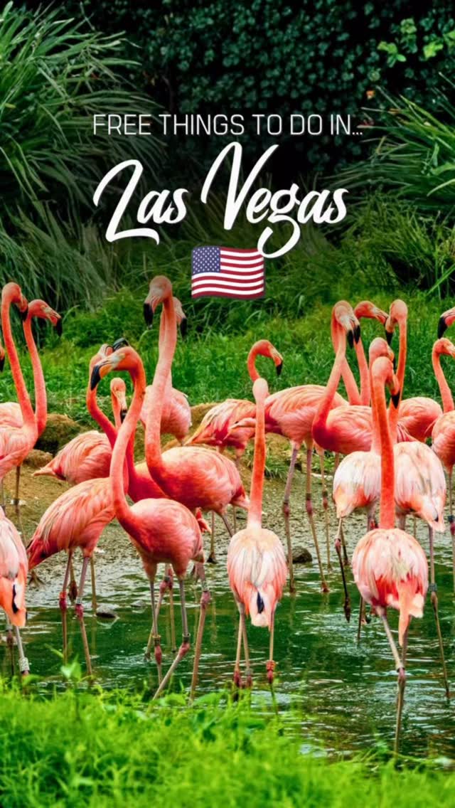 Rafa & Tom | Food & Travel Creators, Flamingo Wildlife Habitat