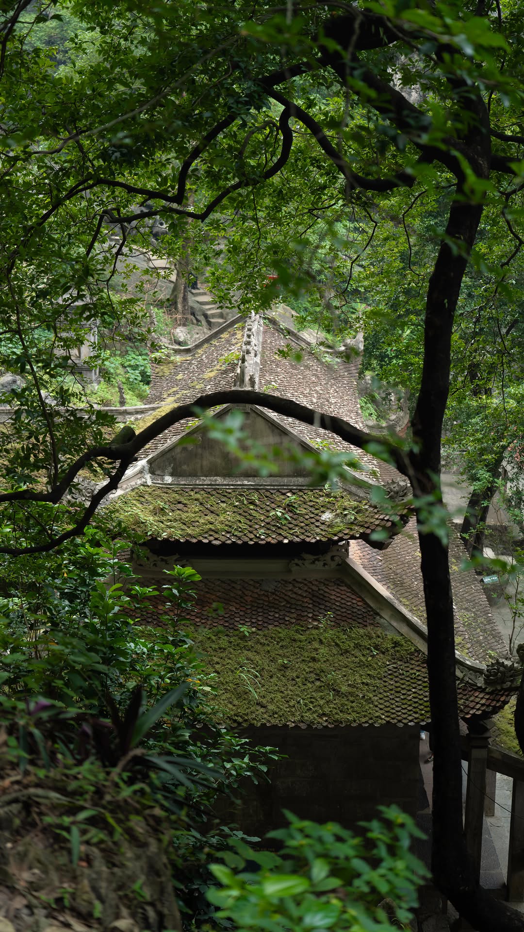 ニン  |  ninh, Tam Cốc-Bích Động
