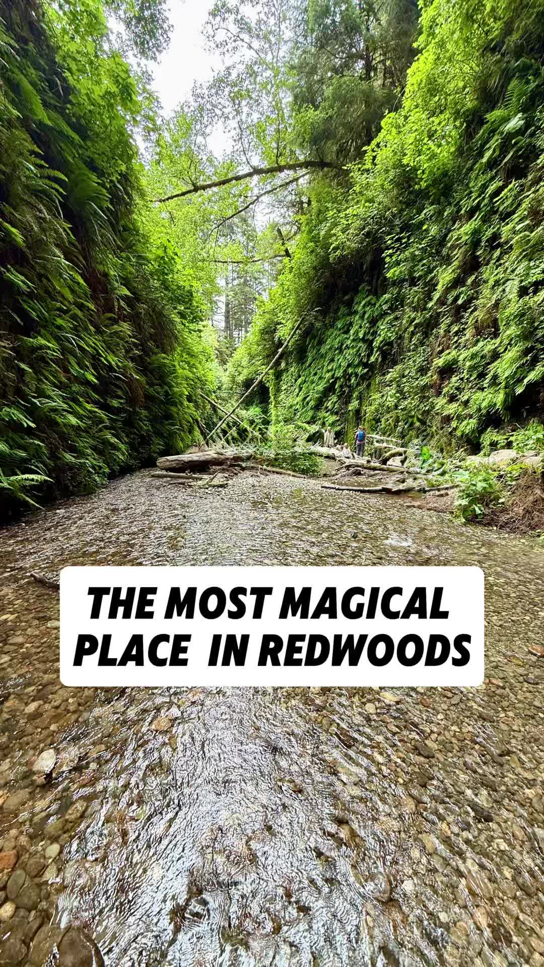 Adventure Family Vlog, Redwood National and State Parks