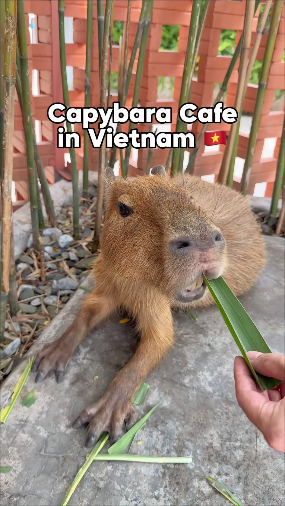 Jubilee Eats, Saigon River Sightseeing