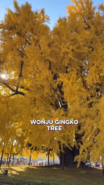 Hristo Georgiev, Ginkgo Tree in Bangye-ri