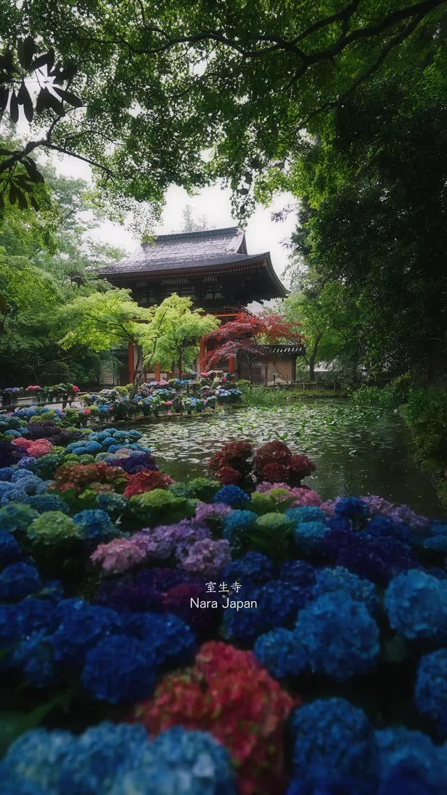 よっすぃ, Koyasan