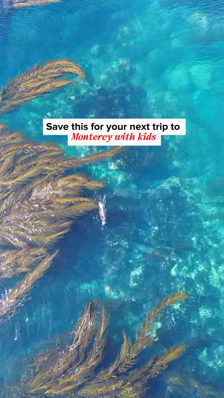 Jenine Isa: Family Travel & California Adventures with kids, Monterey Bay Aquarium