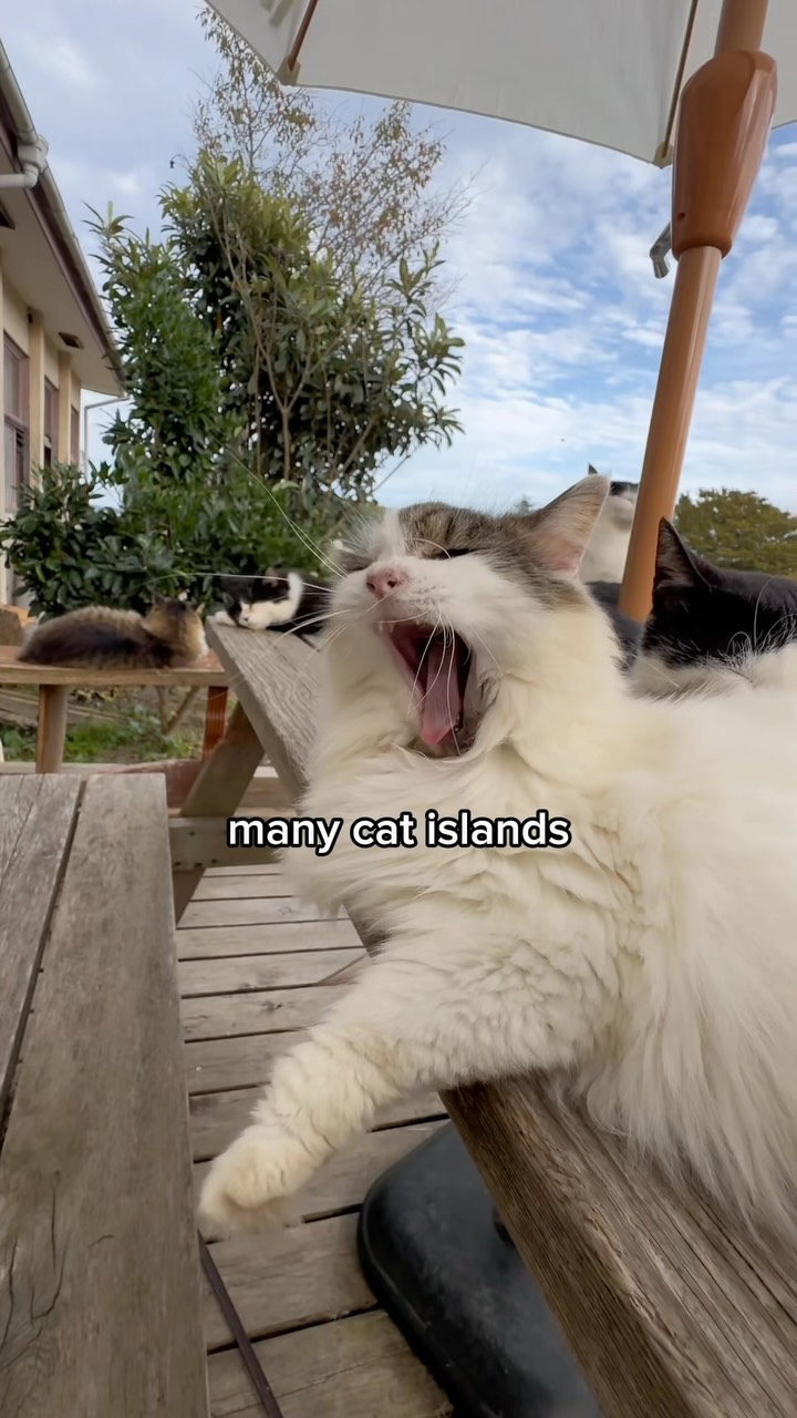 Tony Xia Chuan, Tashirojima