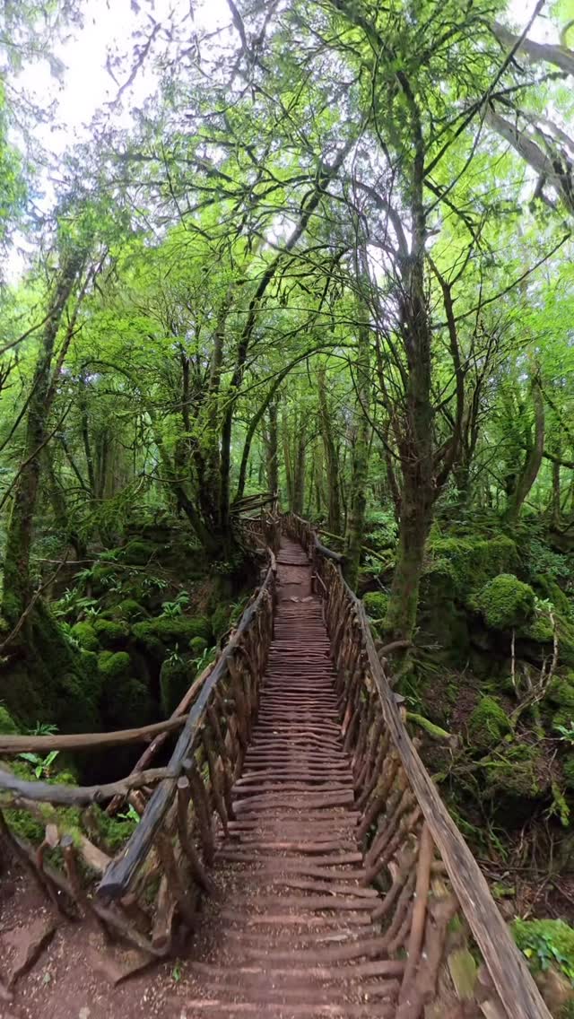Callum Heinrich, Puzzlewood
