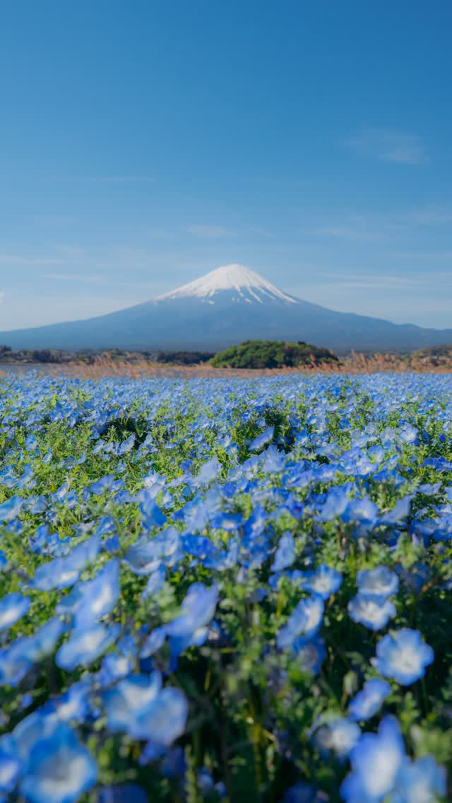 YEN JERN LOEW, Mount Fuji