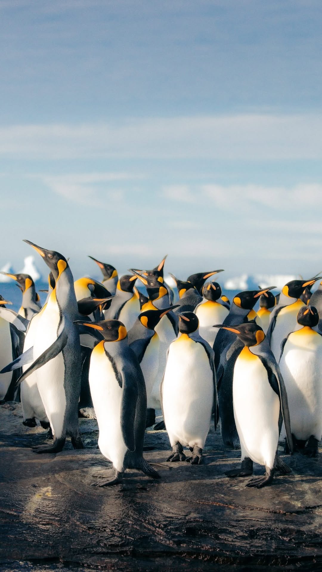 MARCO | TRAVEL + ADVENTURE 🌍, Antarctica